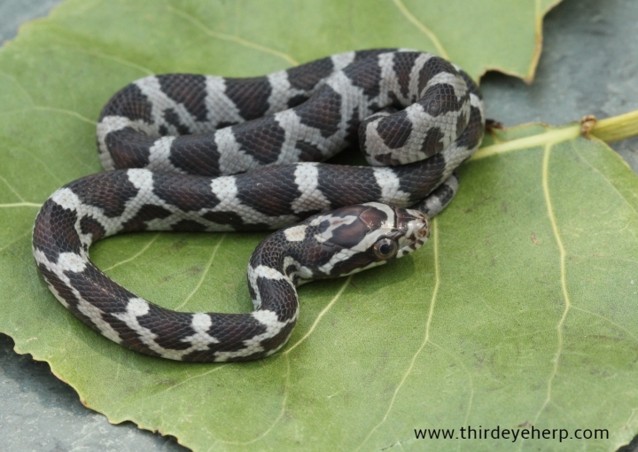 Miami Corn Snake